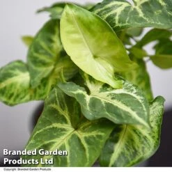 Syngonium 'Pixie' -Tulip Bloom SYNG PIXIE T48229