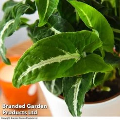 Syngonium Wendlandii 5 Syngonium Wendlandii -Tulip Bloom SYNG WENDLANDI T42612