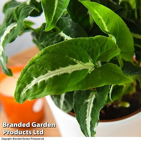 Syngonium Wendlandii 3 Syngonium Wendlandii - Image 3