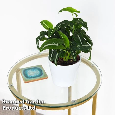 Syngonium Wendlandii 1 Syngonium Wendlandii