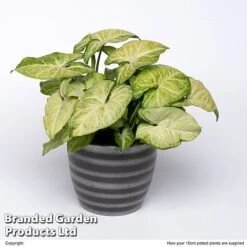 Syngonium 'White Butterfly'