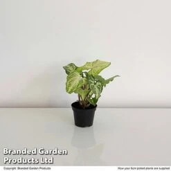 Syngonium 'White Butterfly' -Tulip Bloom SYNG WHITEB6CM T35116