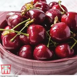 Premium Patio Standard Collection -Tulip Bloom Stella