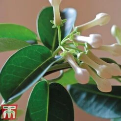 Stephanotis Floribunda On A Hoop -Tulip Bloom Steph