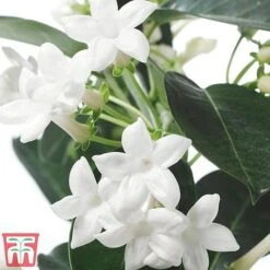 Stephanotis Floribunda On A Hoop -Tulip Bloom Steph3