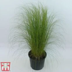 Stipa Tenuissima -Tulip Bloom Stipa4