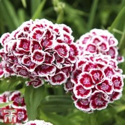 Sweet William 'Mixed' -Tulip Bloom Sweet William 2