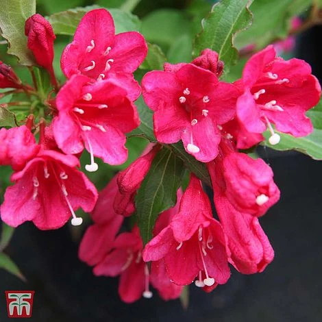 Weigela 'Red Prince' 1 Weigela 'Red Prince'