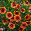 Gaillardia X Grandiflora 'Kobold'