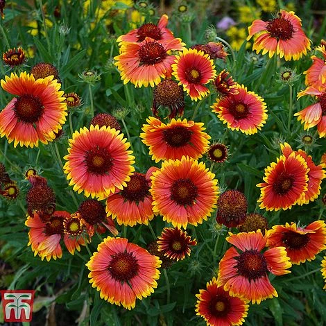 Gaillardia X Grandiflora 'Kobold' 1 Gaillardia X Grandiflora 'Kobold'