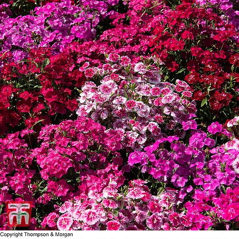 Dianthus 'Festival Mixed' 1 Dianthus 'Festival Mixed'