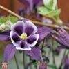 Aquilegia Vulgaris 'William Guinness'
