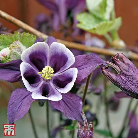 Aquilegia Vulgaris 'William Guinness' 1 Aquilegia Vulgaris 'William Guinness'