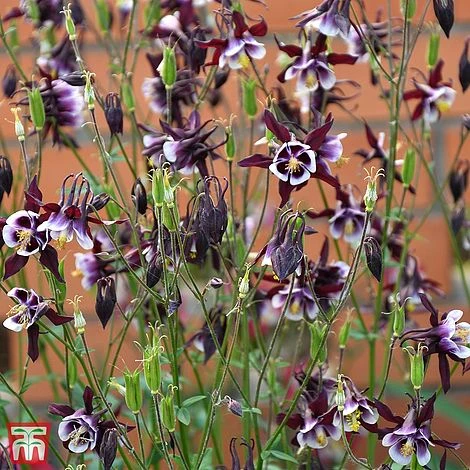 Aquilegia Vulgaris 'William Guinness' 2 Aquilegia Vulgaris 'William Guinness' - Image 2