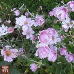 Anemone X Hybrida 'September Charm'