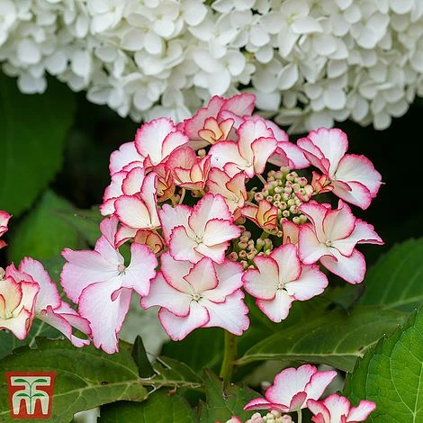 Hydrangea Macrophylla 'Mirai' 1 Hydrangea Macrophylla 'Mirai'