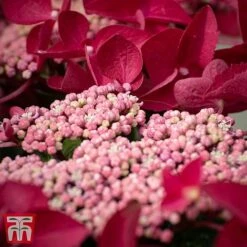 Hydrangea Macrophylla 'Rotschwanz'