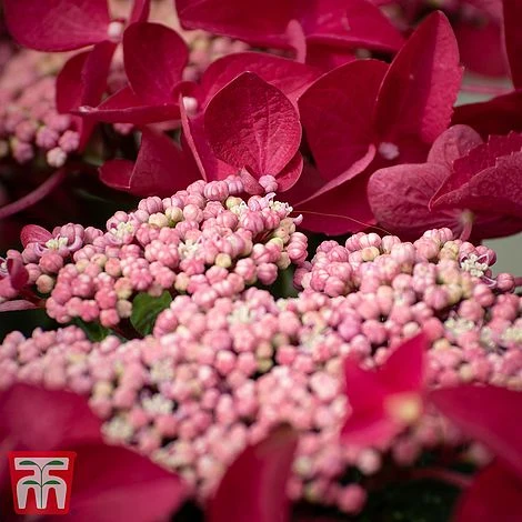 Hydrangea Macrophylla 'Rotschwanz' 1 Hydrangea Macrophylla 'Rotschwanz'