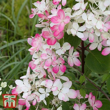 Hydrangea Paniculata 'Dart's Little Dot' 1 Hydrangea Paniculata 'Dart's Little Dot'