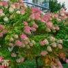 Hydrangea Paniculata 'Mega Mindy'
