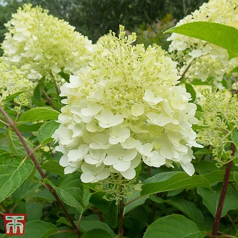 Hydrangea Paniculata 'Silver Dollar' 1 Hydrangea Paniculata 'Silver Dollar'