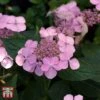 Hydrangea Serrata 'Intermedia' (Acuminata)