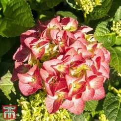 Hydrangea Serrata Preziosa'