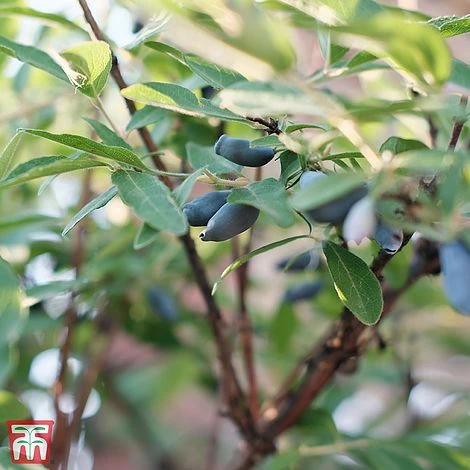 Lonicera Kamtschatica 'Eisbar' 1 Lonicera Kamtschatica 'Eisbar'