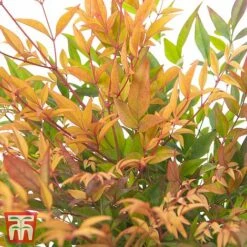 Nandina Domestica 'Gulfstream'