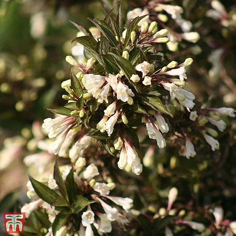 Weigela 'Black And White' 2 Weigela 'Black And White' - Image 2