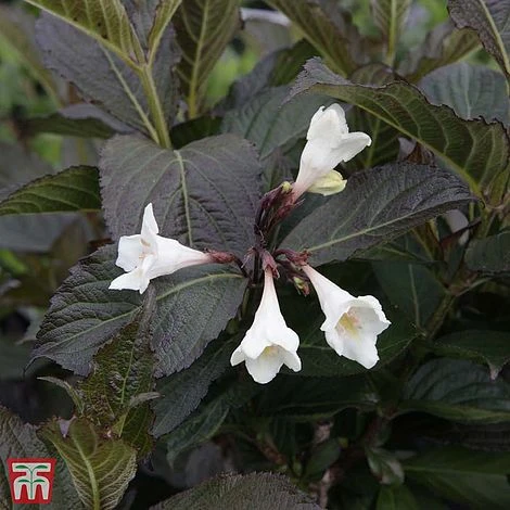 Weigela 'Ebony And Ivory' 1 Weigela 'Ebony And Ivory'