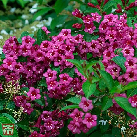 Weigela 'Minuet' 1 Weigela 'Minuet'