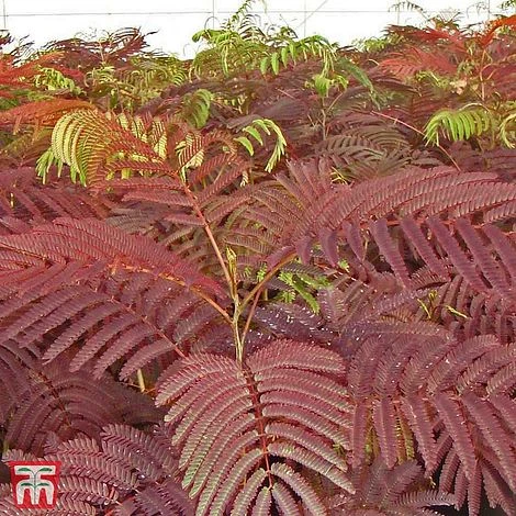 Albizia Julibrissin 'Summer Chocolate' 2 Albizia Julibrissin 'Summer Chocolate' - Image 2