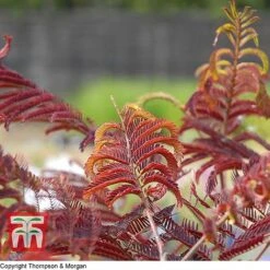Albizia Julibrissin 'Summer Chocolate' 6 Albizia Julibrissin 'Summer Chocolate' -Tulip Bloom T67854 ALBI 2