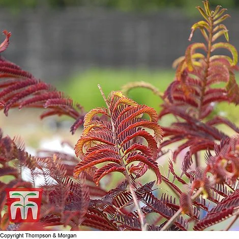 Albizia Julibrissin 'Summer Chocolate' 3 Albizia Julibrissin 'Summer Chocolate' - Image 3