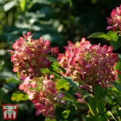Hydrangea Paniculata 'Diamant Rouge'