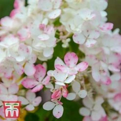 Hydrangea Paniculata 'Tickled Pink'