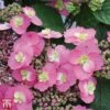 Hydrangea Serrata 'Cotton Candy' (Flair & Flavours)