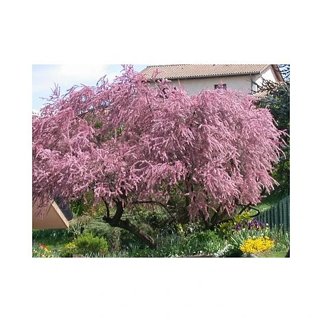 Tamarix Tetrandra 2 Tamarix Tetrandra - Image 2