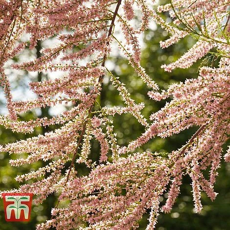 Tamarix Tetrandra 1 Tamarix Tetrandra