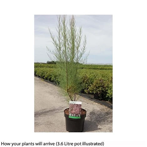 Tamarix Tetrandra 3 Tamarix Tetrandra - Image 3