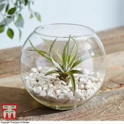 Air Plant Variety Collection -Tulip Bloom TILL 3492 A1