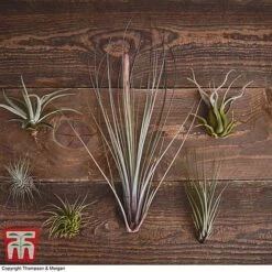 Air Plant Variety Collection -Tulip Bloom TILL 3492 A2
