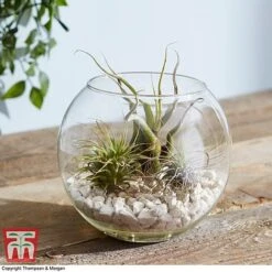 Air Plant Variety Collection -Tulip Bloom TILL 3492 A3