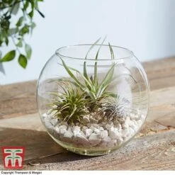 Air Plant Variety Collection -Tulip Bloom TILL 3492 A4