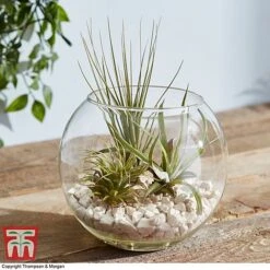 Air Plant Variety Collection -Tulip Bloom TILL 3492 A5