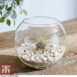Air Plant Variety Collection -Tulip Bloom TILL 3492 A6