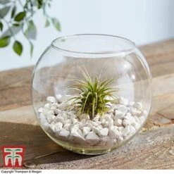 Air Plant Variety Collection -Tulip Bloom TILL 3492 A7