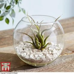 Air Plant Variety Collection -Tulip Bloom TILL 3492 A8
