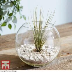 Air Plant Variety Collection -Tulip Bloom TILL 3492 A9